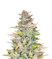 Mexican Sativa (Sensi Seeds)