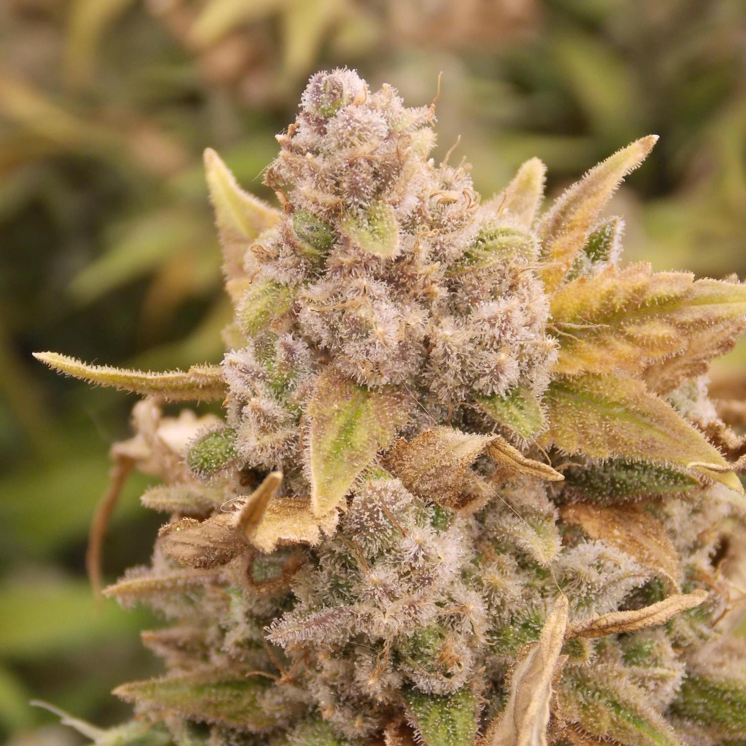 Platinum Chunck Cookies Steckling - 1 Steckling