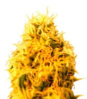 Mango Mist Shake (Kalis Fruitful Cannabis (KFC) Seeds)