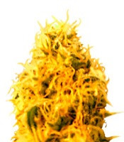 Mango Mist Shake (Kalis Fruitful Cannabis (KFC) Seeds)
