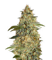 Brooklyn Mango (Dr Underground)