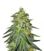 Bruce Banner #3 (Original Sensible Seeds)
