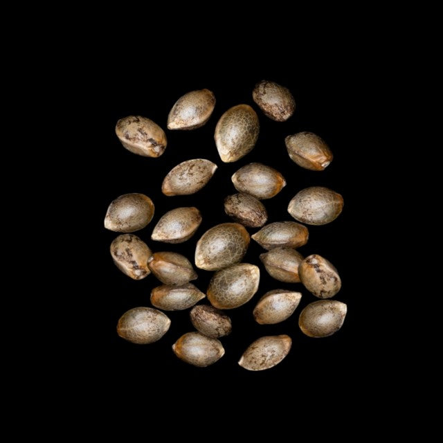 Pure Skunk Go Fast - 25 Seed