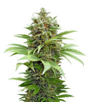 Colombia Mangobiche regular (CannaBioGen)