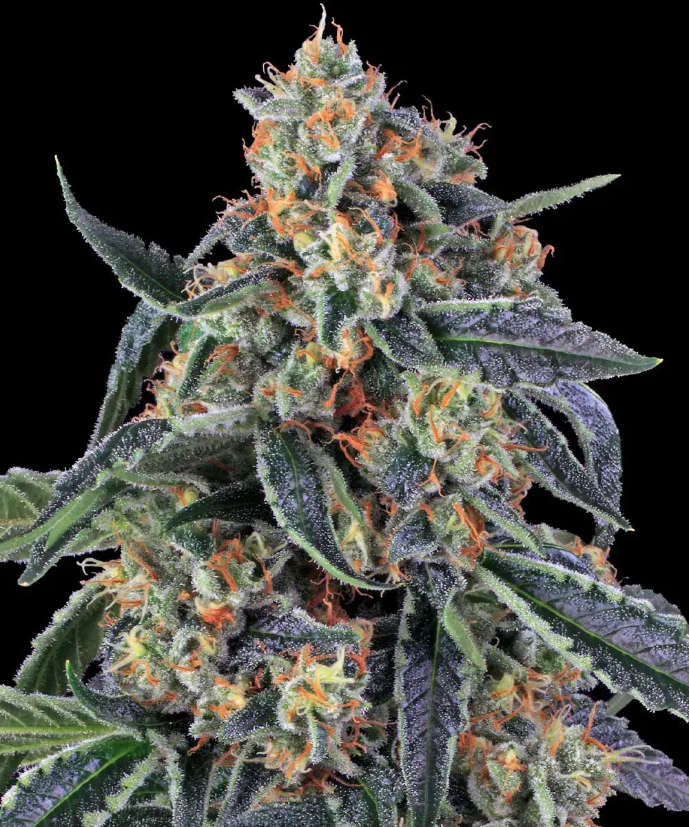 Barneys Farm Cookies Kush - 3 Stück