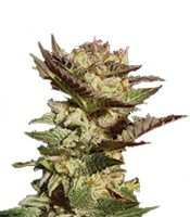 Durga Mata (Paradise Seeds)