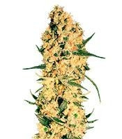 Jamaican Dream (Eva Seeds)