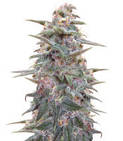 Violeta (Ace Seeds)