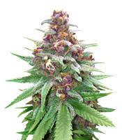 501st OG Regular (Rare Dankness Seeds)