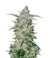 Girl Scout Cookies (Garden Of Green)