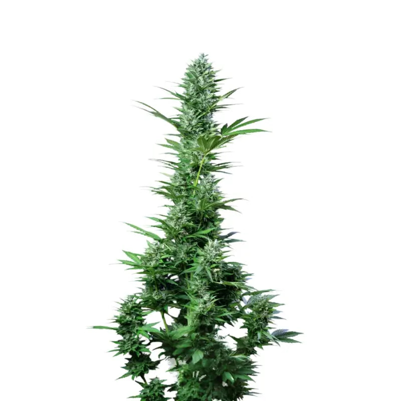 White Widow Auto Cannabis Samen - 3 Seeds