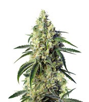Green Poison CBD (Sweet Seeds)