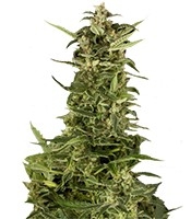 PolarLight #2 Auto (Dutch Passion)