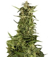 PolarLight #2 Auto (Dutch Passion)
