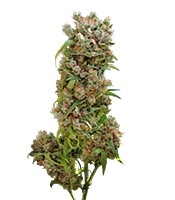 White Spanish (VIP Seeds)