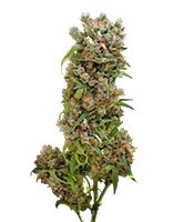 White Spanish (VIP Seeds)