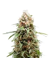 White Runtz (Barney's Farm)