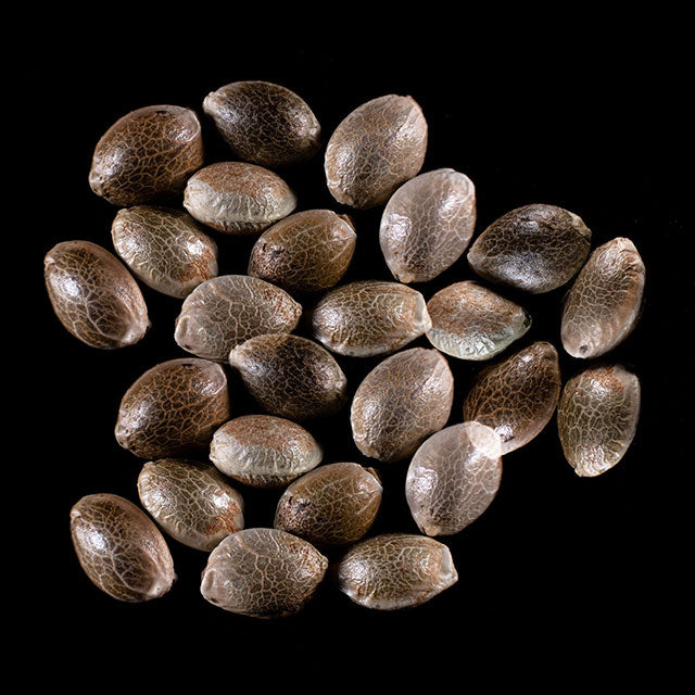 Dosidos Auto - 25 Seed