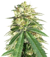 Auto White Widow x Big Bud (Female Seeds)