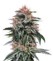 Banana Sorbet (DNA Genetics)