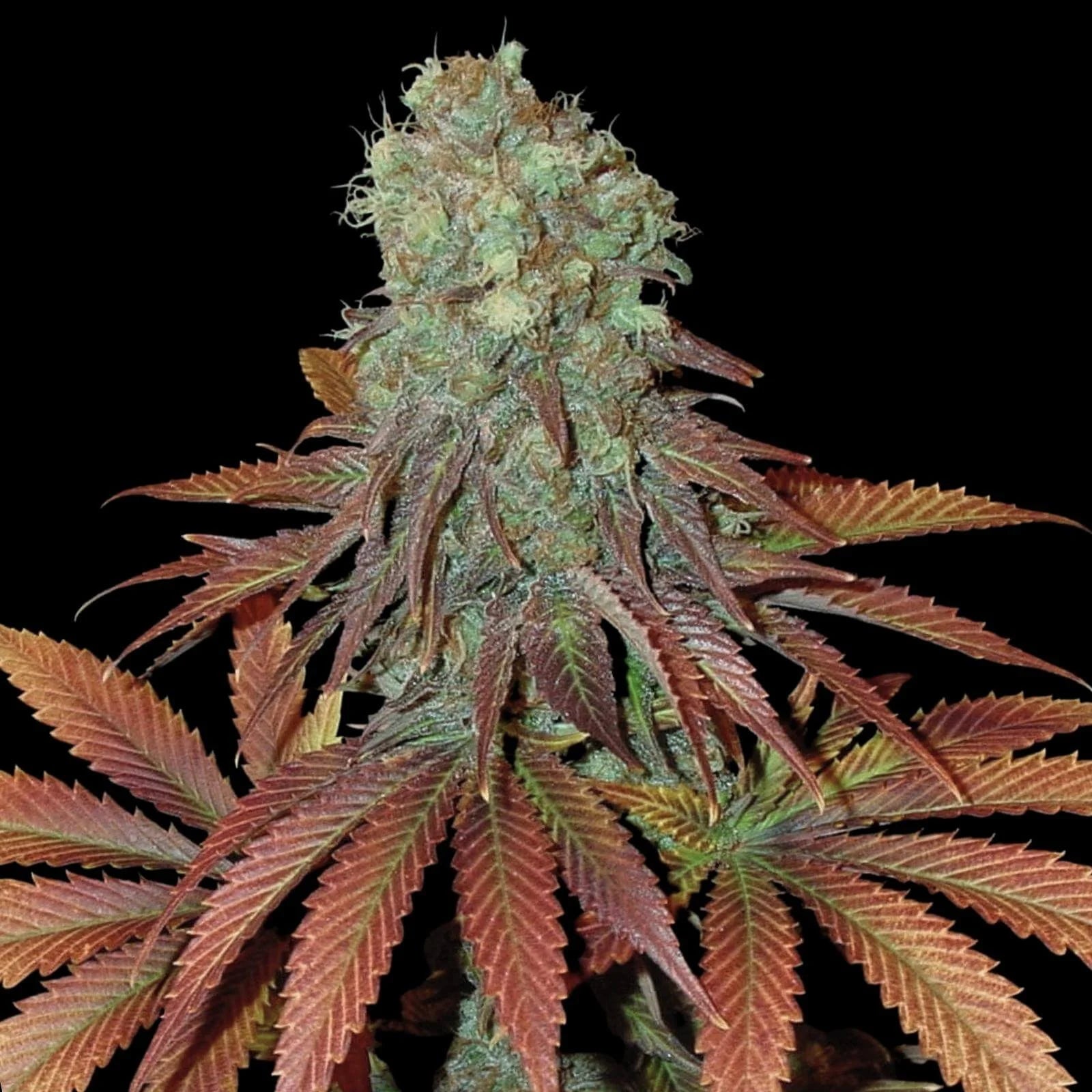 Somango Seeds - Feminisiert (25% THC) ??