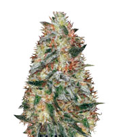 Auto Original Limonade Skunk (Victory Seeds)