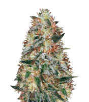 Auto Original Limonade Skunk (Victory Seeds)