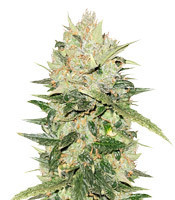 White Critical (White Widow +) (Original Sensible Seeds)