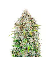 Original Auto Cinderella (Fast Buds)