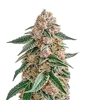 Skunk (Zambeza Seeds)