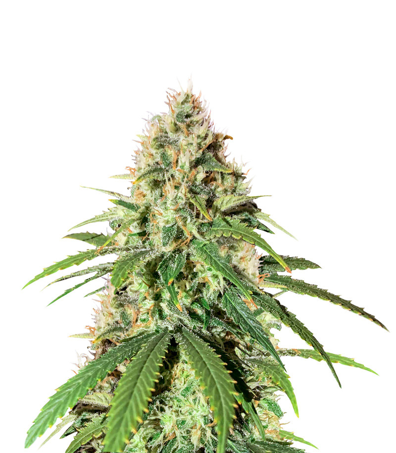 Alien OG (Cali Connection Seeds)