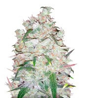 Bulk Smash Auto (Dr Krippling Seeds)