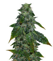 Blue Sherbet S1 (The Plug Seedbank)
