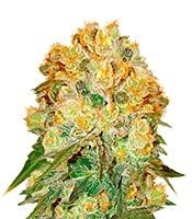 Marmalate regular (Delicious Seeds)