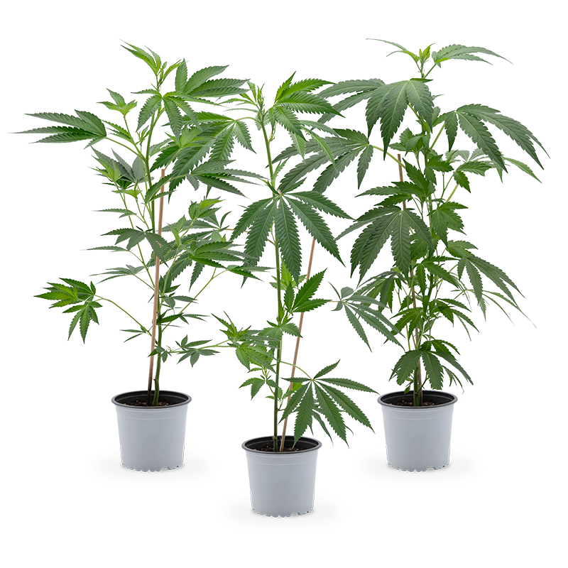 Cannabis-Pflanzen 3er-Set