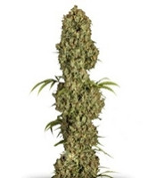 Jorge’s Diamonds #1 (Dutch Passion)