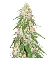 24K Gold (DNA Genetics)