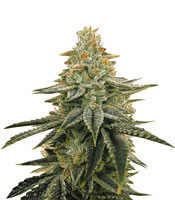 Tha Melon Regular (Karma Genetics)