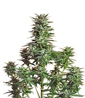Snow White (Nirvana Seeds)