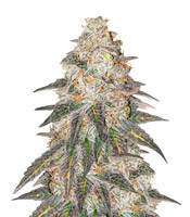 Runtz Punch (Herbies Seeds)