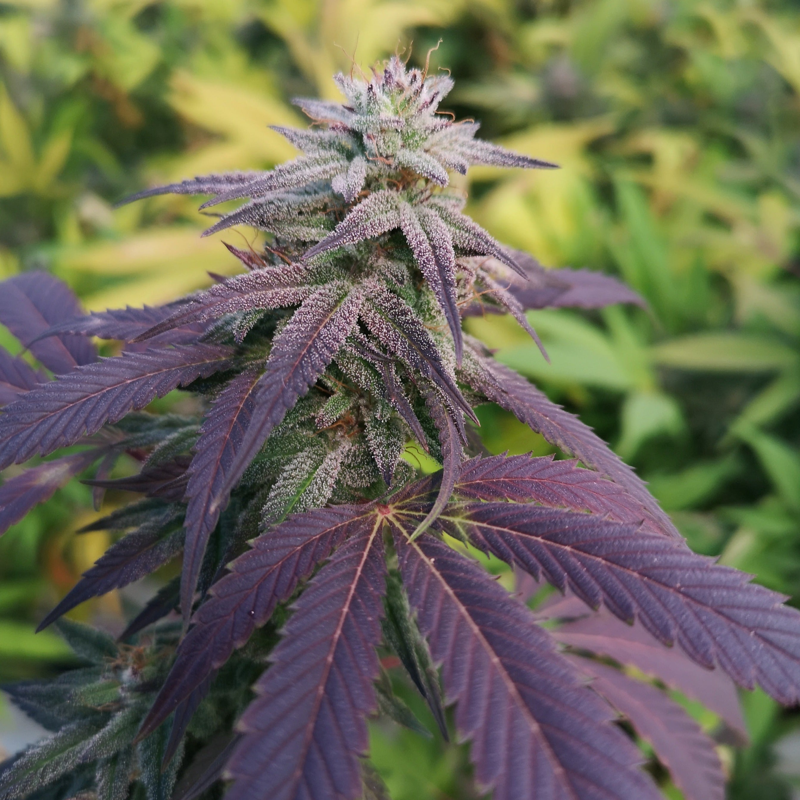 Skittlez Samen Automatik - 3 Samen