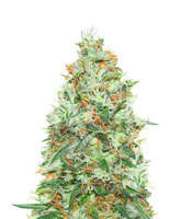 Honey Cream (Fast Flowering) (Royal Queen Seeds)