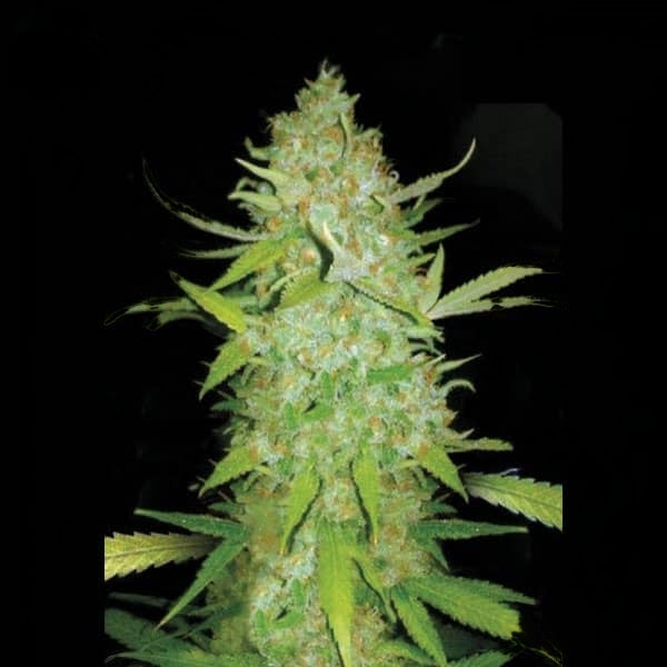 Ak-47 Autoflower Seeds (21% THC) ??