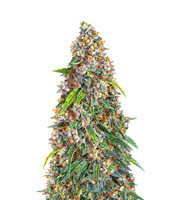 Strawberry Cheesecake Auto (Barney's Farm)