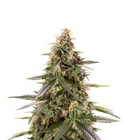 Chem-Bomb Auto (Humboldt Seeds Organization)