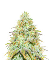 Tangerine Dream (Barney's Farm)