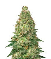 Mandarin Haze Auto (Ministry of Cannabis)