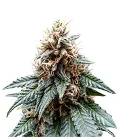 Chemdog Gorilla (Expert Seeds)
