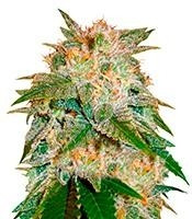 La Bella Afrodita Auto (Delicious Seeds)