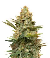 Three Blue Kings (Humboldt Seeds Organization)